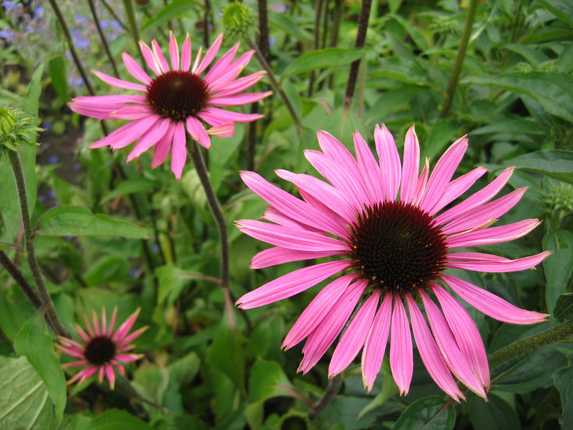 Echinacea