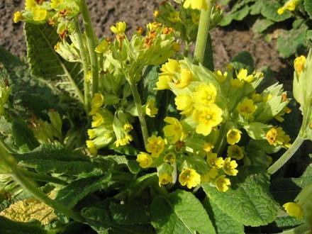 Schlüsselblume