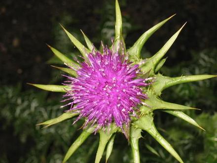 Mariendistel