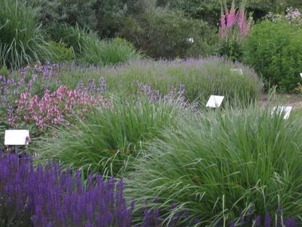 Ziersalbei , Gräser, Lavendel