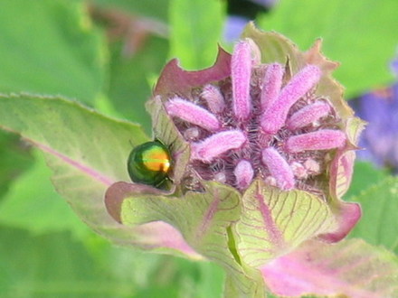 Rosenmelisse mit Minzkäfer