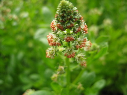 Reseda in Blüte